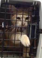 Shelter Stray Unknown Cat last seen Near BLOCK WYTHE LN, 2811 SE 29th St, Oklahoma City, OK 73129, USA