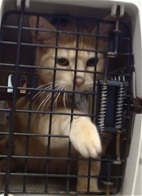 Shelter Stray Unknown Cat last seen Near BLOCK WYTHE LN, 2811 SE 29th St, Oklahoma City, OK 73129, USA