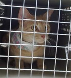 Shelter Stray Unknown Cat last seen Near BLOCK WYTHE LN, 2811 SE 29th St, Oklahoma City, OK 73129, USA