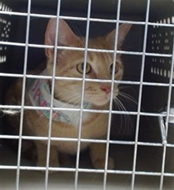 Shelter Stray Unknown Cat last seen Near BLOCK WYTHE LN, 2811 SE 29th St, Oklahoma City, OK 73129, USA