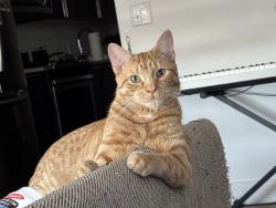 Lost Male Cat last seen Woodruff Avenue and parade place , Brooklyn, NY 11226