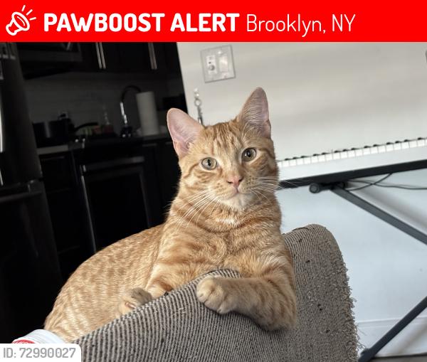 Lost Male Cat last seen Woodruff Avenue and parade place , Brooklyn, NY 11226