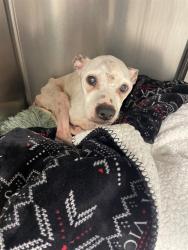 Shelter Stray Female Dog last seen Near BLOCK CONNIE DR, TALLAHASSEE FL 32311, 1125 Easterwood Dr, Tallahassee, FL 32311, USA