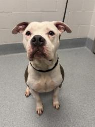 Shelter Stray Male Dog last seen Near , 2600 S Harding St, Indianapolis, IN 46221, USA