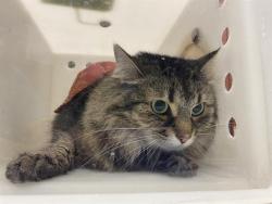 Shelter Stray Female Cat last seen Near BLOCK S 12TH ST, 3839 W Burnham St, West Milwaukee, WI 53215, USA