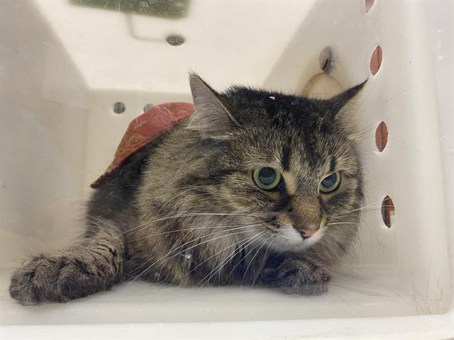 Shelter Stray Female Cat last seen Near BLOCK S 12TH ST, 3839 W Burnham St, West Milwaukee, WI 53215, USA