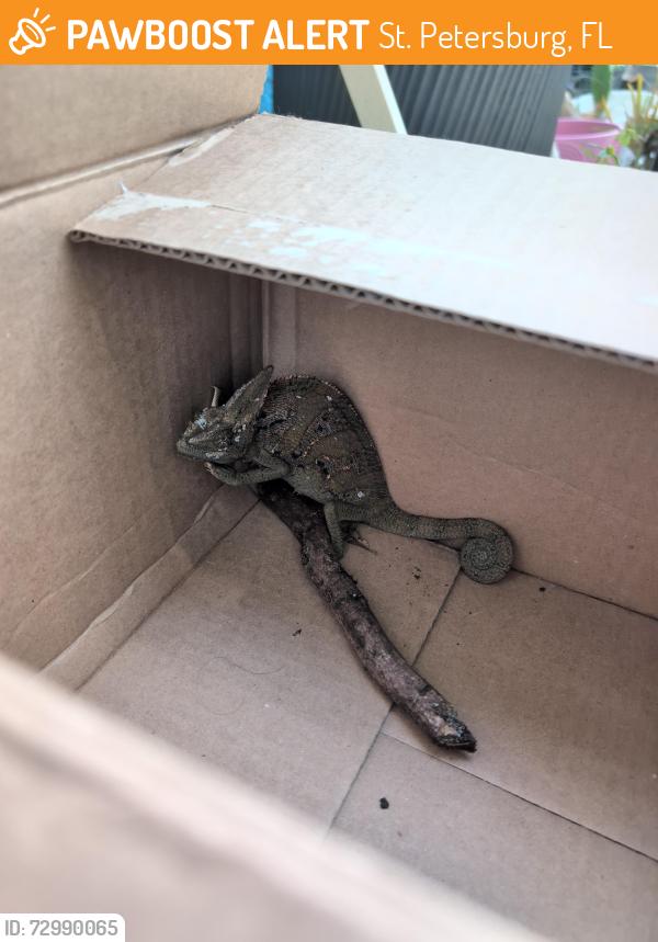 Found/Stray Unknown Reptile last seen  48th St S & 20th Ave S South St. Pete., St. Petersburg, FL 33711