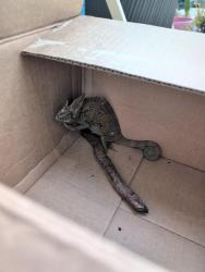 Found/Stray Unknown Reptile last seen  48th St S & 20th Ave S South St. Pete., St. Petersburg, FL 33711