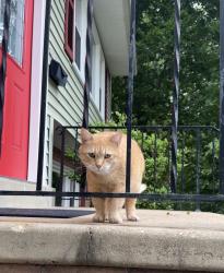 Found/Stray Male Cat last seen Blenheim and Queen Anne, Fairfax, VA 22030