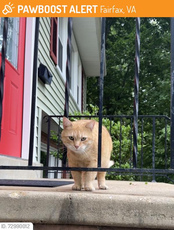 Found/Stray Male Cat last seen Blenheim and Queen Anne, Fairfax, VA 22030