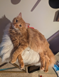 Lost Male Cat last seen Munson Rd SW, Olympia, WA 98512