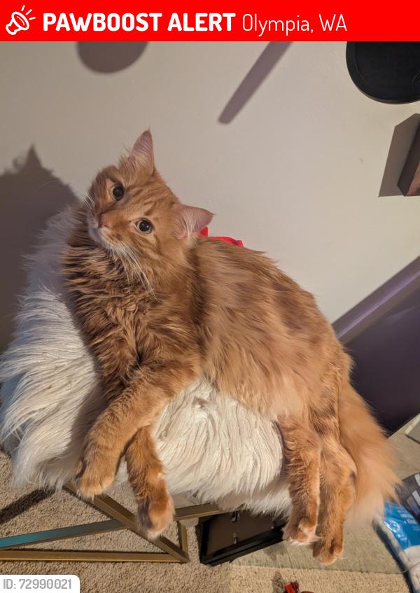 Lost Male Cat last seen Munson Rd SW, Olympia, WA 98512