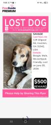 Lost Male Dog last seen HWY 96, Irwinton, GA 31042
