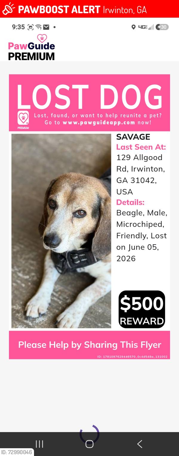 Lost Male Dog last seen HWY 96, Irwinton, GA 31042