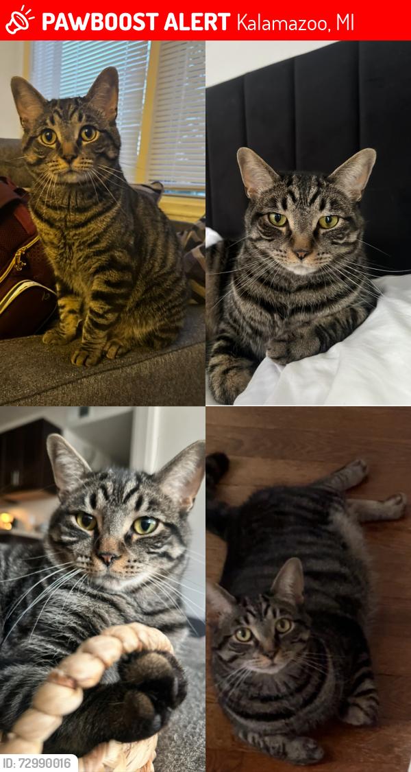 Lost Male Cat last seen Stockbridge & Mills, Kalamazoo, MI 49001