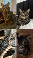 Lost Male Cat last seen Stockbridge & Mills, Kalamazoo, MI 49001
