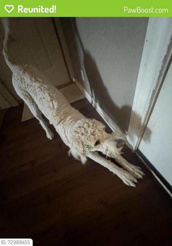 Reunited Female Dog last seen Near the Covenant Urgent Care hosp, Lubbock, TX 79424