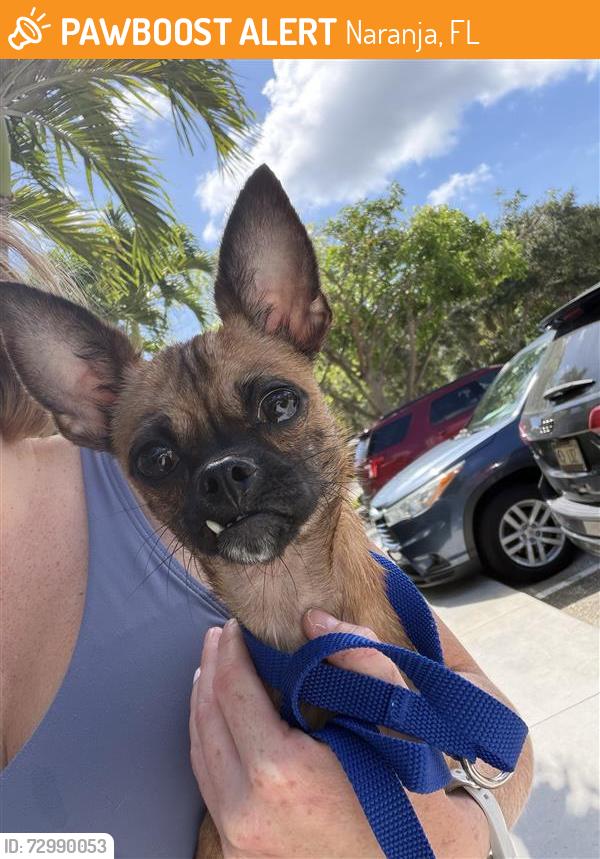 Found/Stray Male Dog last seen Summerland Fish farm, Naranja, FL 33032