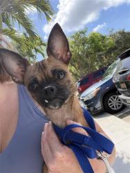 Found/Stray Male Dog last seen Summerland Fish farm, Naranja, FL 33032