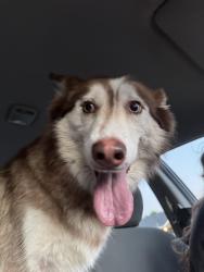Reunited Male Dog last seen Shary/Glasscock, Mission, TX 78572