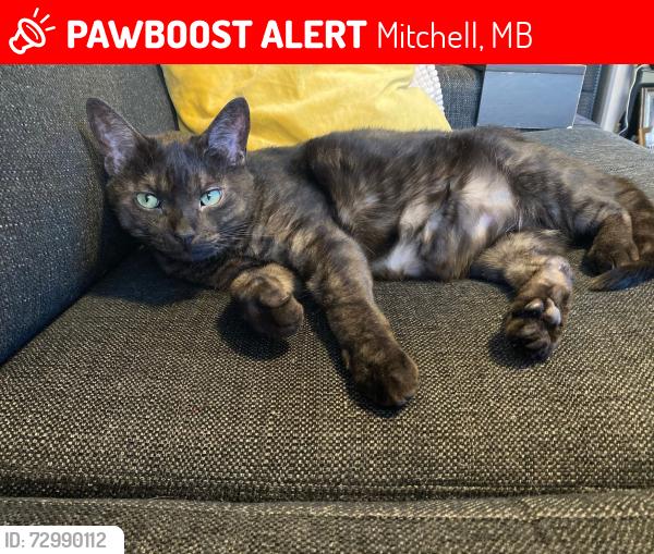 Lost Male Cat last seen Prairie Oaks Dr., Center, Street, Mitchell, MB 