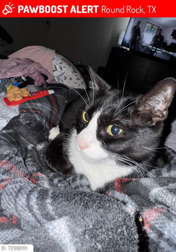 Lost Male Cat last seen Mayfield Ranch blvd, Round Rock, TX 78681