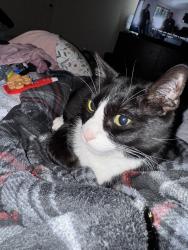 Lost Male Cat last seen Mayfield Ranch blvd, Round Rock, TX 78681