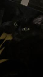 Lost Female Cat last seen Parklane apmts , Vancouver, WA 98685