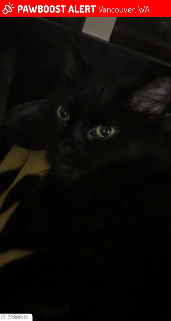 Lost Female Cat last seen Parklane apmts , Vancouver, WA 98685