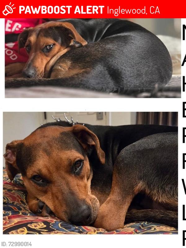 Lost Female Dog last seen Prairie/111th in Inglewood, Inglewood, CA 90303