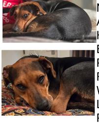Lost Female Dog last seen Prairie/111th in Inglewood, Inglewood, CA 90303