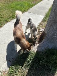 Found/Stray Unknown Dog last seen Kansas ave, South Gate, CA 90280