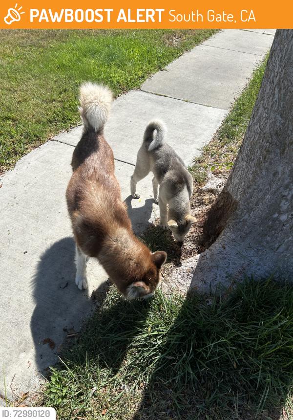Found/Stray Unknown Dog last seen Kansas ave, South Gate, CA 90280