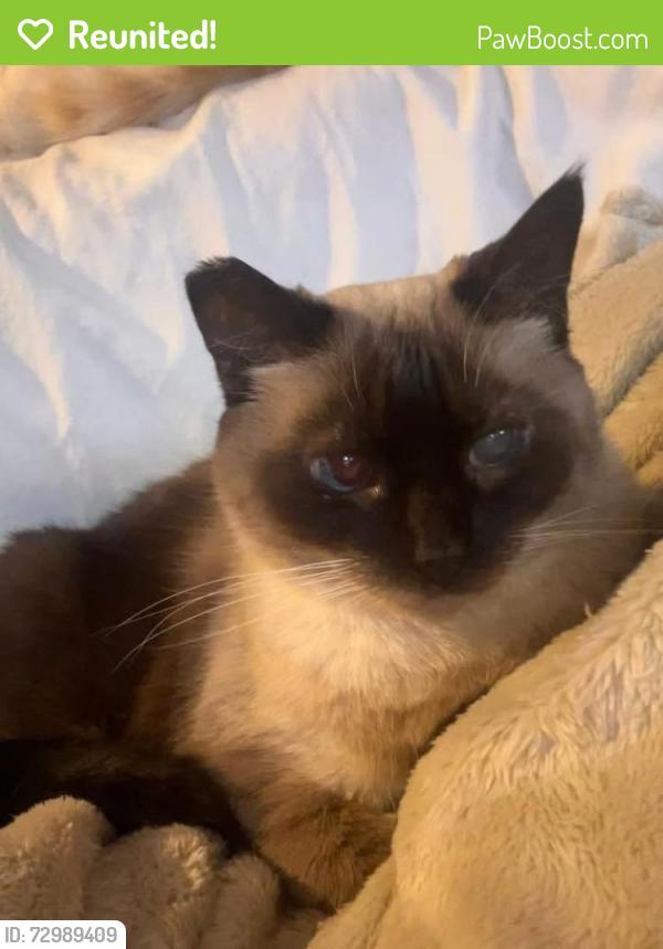 Reunited Female Cat last seen Sharon circle near goldsmith lane, Louisville, KY 40218