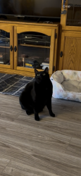 Reunited Male Cat last seen Shadeway Rd. and Paula St., Lakewood, CA 90713