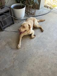 Found/Stray Male Dog last seen Goshen and Virmargo, Visalia, CA 93292