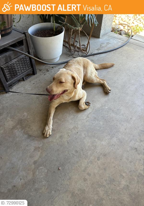 Found/Stray Male Dog last seen Goshen and Virmargo, Visalia, CA 93292
