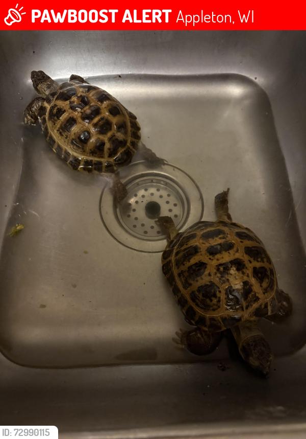 Lost Male Reptile last seen Robert’s and Whitney drive, Appleton, WI 54914