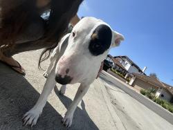 Reunited Female Dog last seen Parkside drive , Chula Vista, CA 91910