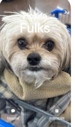 Lost Male Dog last seen Near Richfield st , Commerce City, CO 80022