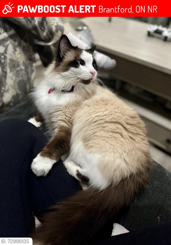 Lost Female Cat last seen Dunsdon, Greenfield, Brantford, ON N3R
