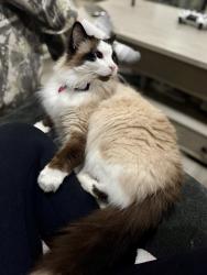 Lost Female Cat last seen Dunsdon, Greenfield, Brantford, ON N3R