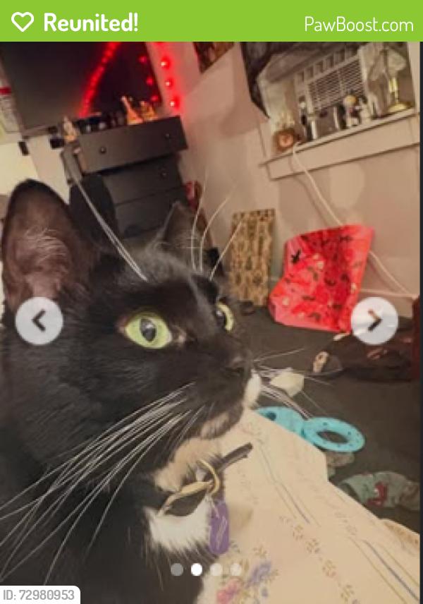 Reunited Female Cat last seen Near n oolitic dr Bloomington indiana  , Bloomington, IN 47404