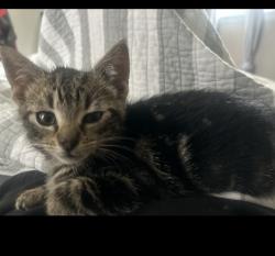 Lost Female Cat last seen Union , Union, NJ 07083