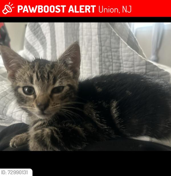 Lost Female Cat last seen Union , Union, NJ 07083