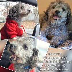 Lost Male Dog last seen Prestige Blvd and Calamar St., Fayetteville, NC 28314