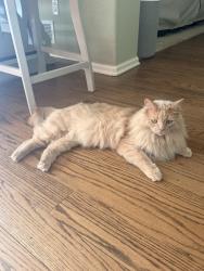 Reunited Male Cat last seen Near backyard of homes , Aurora, CO 80013