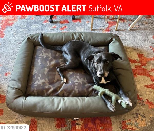 Lost Male Dog last seen Old Somerton Road and Turlington, , Suffolk, VA 23434