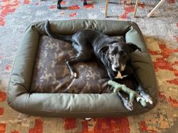 Lost Male Dog last seen Old Somerton Road and Turlington, , Suffolk, VA 23434