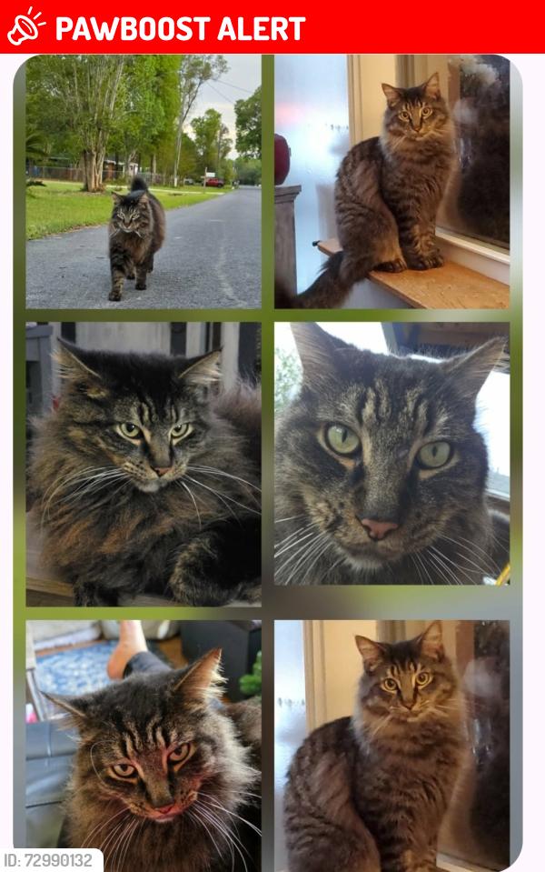 Lost Male Cat last seen Bellview Ballpark, Northwest Pensacola, FL 32526